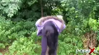 تنس التبول الألمانية